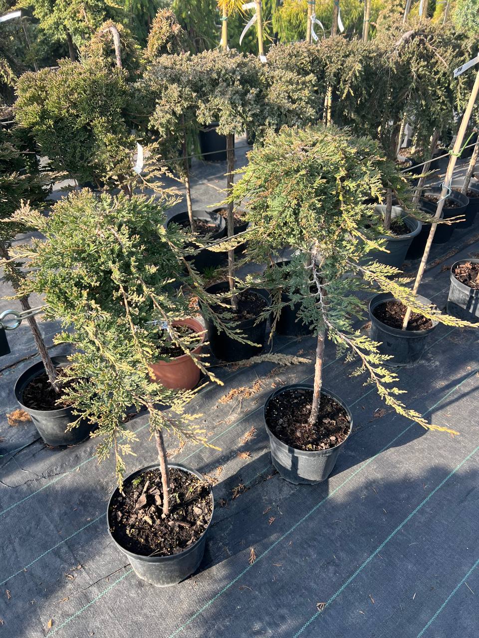 Ялівець на штамбі Juniperus horizontalis «Prince of Wales» 100см