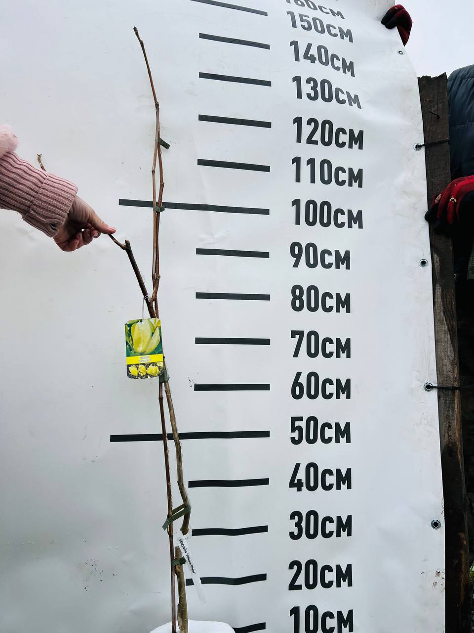 Магнолія "Magnolia denudata Yellow River " 140 см