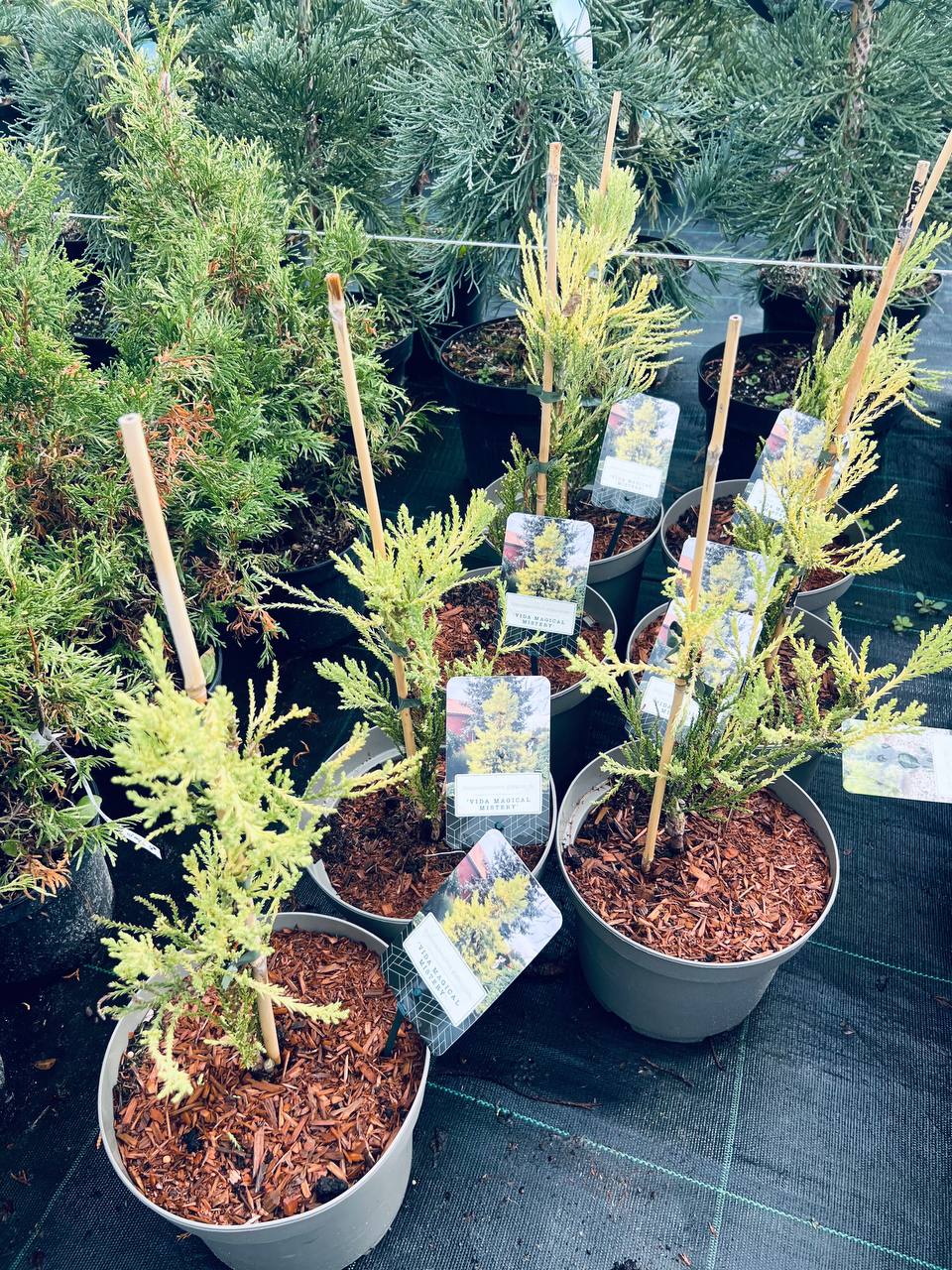 Sequoiadendron giganteum ’ViDa Magical Mistery’ Секвойядендрон гігантський’ ViDa Magical Mistery’