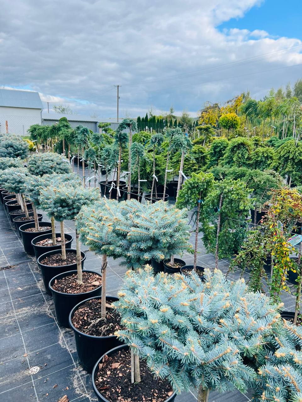 Ялина колюча Picea pungens ‘Glauca Globosa’ на штамбі