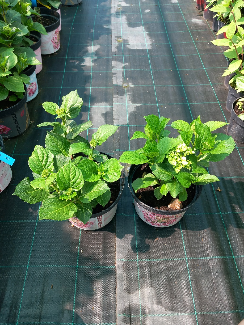 Гортензія великолисткова «Ван Рейн Блу» (лат. Hydrangea macrophylla 'Rembrandt Van Rijn Blue') 25-30 см