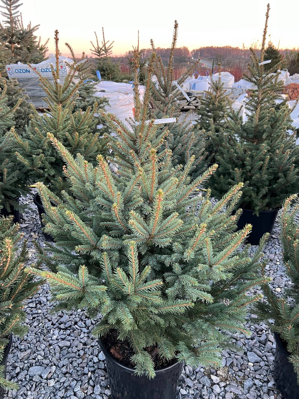 Ялина колюча блакитна Picea pungens Glauca Kaibab горщик 45-60л Н-110см