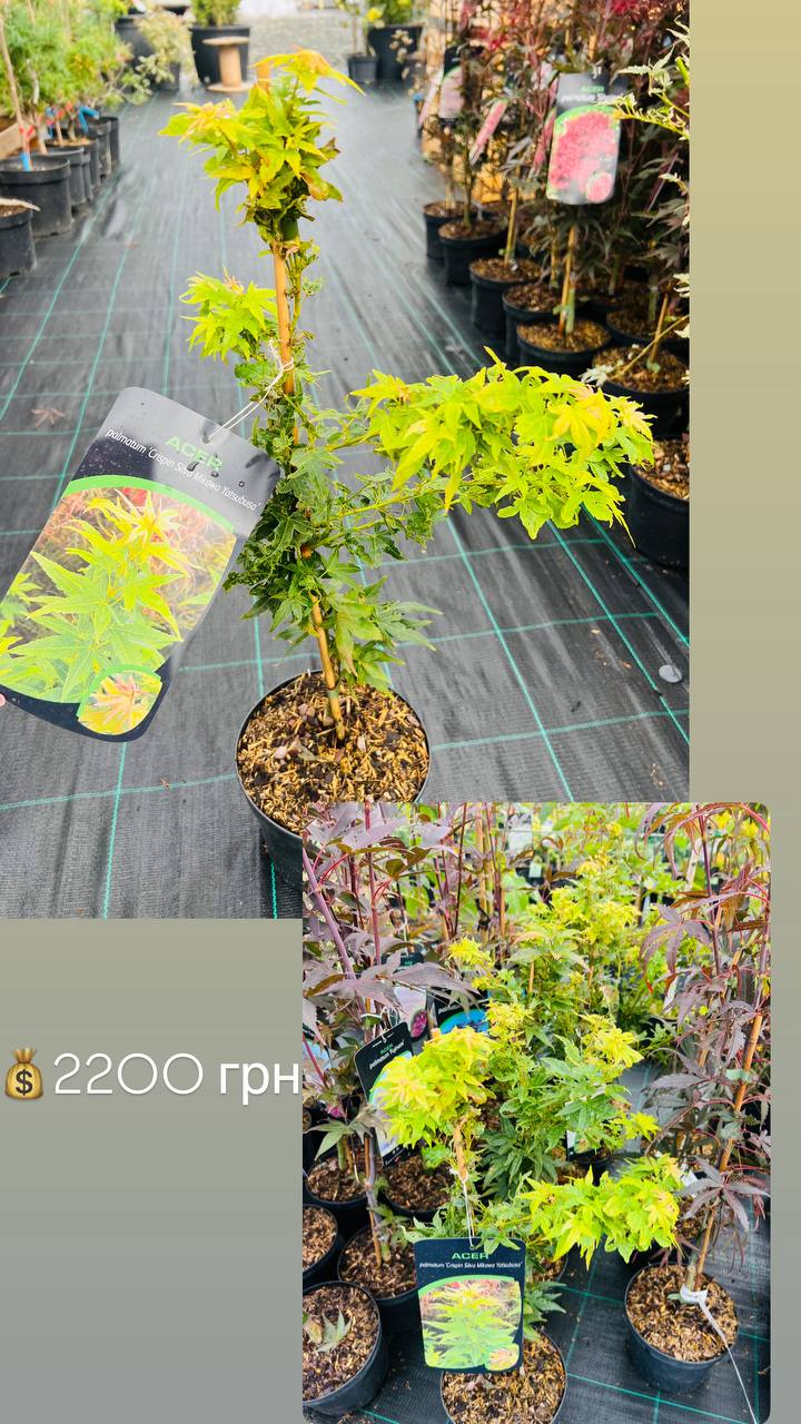 Acer palmatum 'Crispin Silva Mikawa Yatsubusa'