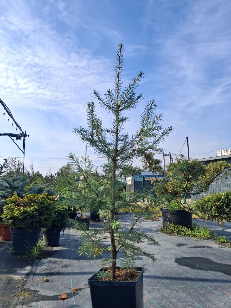 Дугласія мензіса Glauca (лат. Pseudotsuga menziesii var. glauca) 1 м