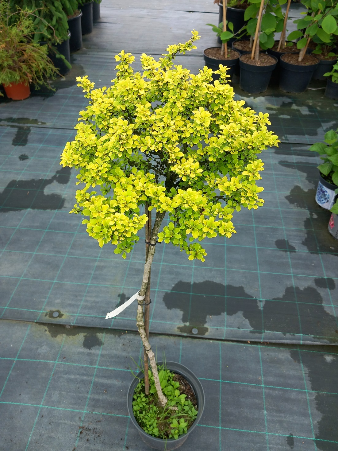 Барбарис Тунберга «Лайм Стар» на штамбі (Berberis thunbergii 'Lime Star') 95 см