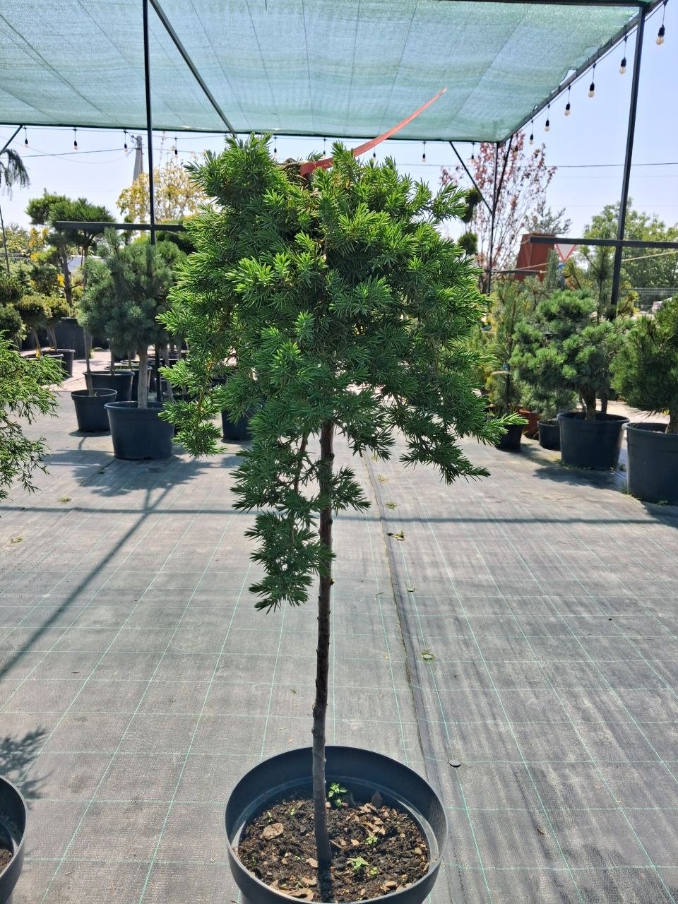 Ялівець середній Емеральд Лейс на штамбі (Juniperus media Emerald Lace)  90 см