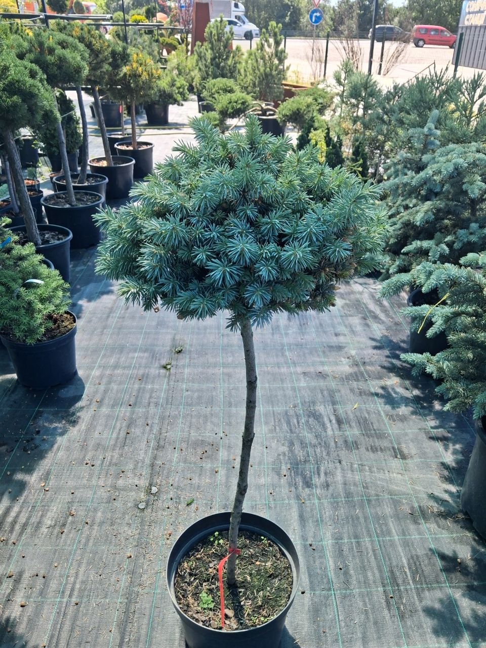 Ялина колюча Блю Болл на штамбі (Picea pungens Blue Ball) 90 см