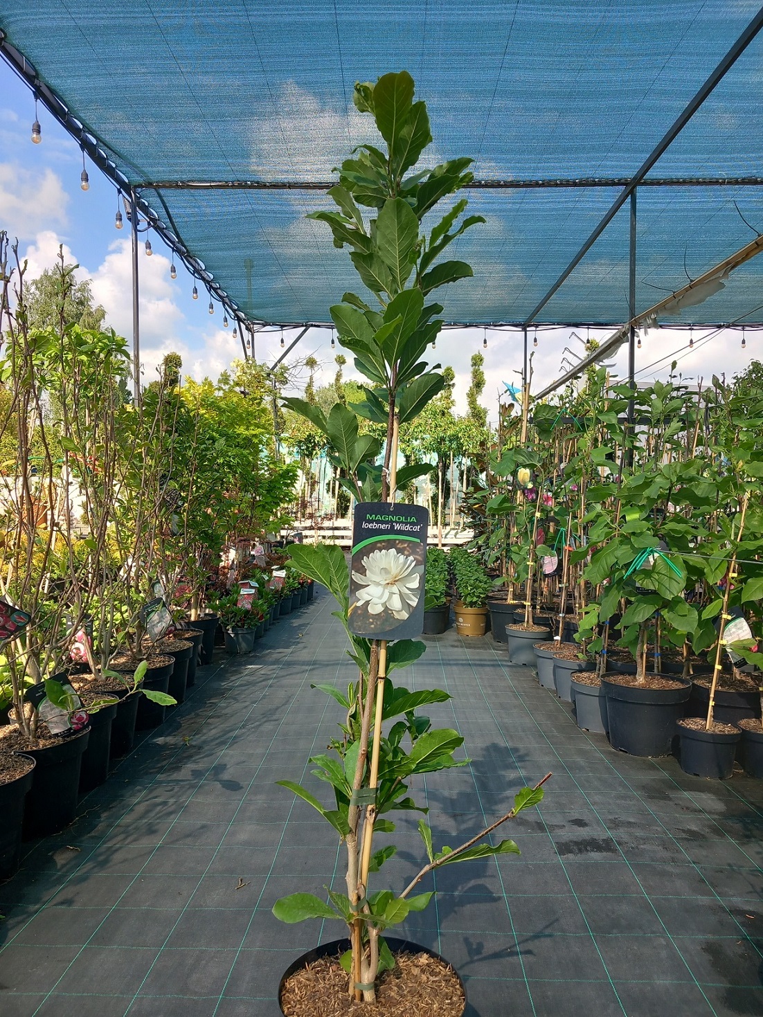 Магнолія Лебнера «Вайлдкет» (Magnolia × loebneri 'Wildcat') 120-130 см