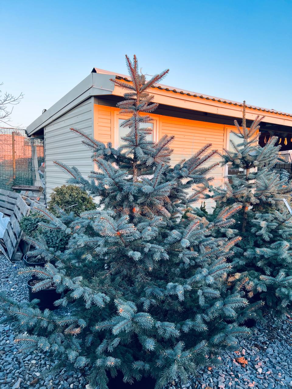 Ялина колюча блакитна Picea pungens Glauca Kaibab горщик 45-60л Н-200см