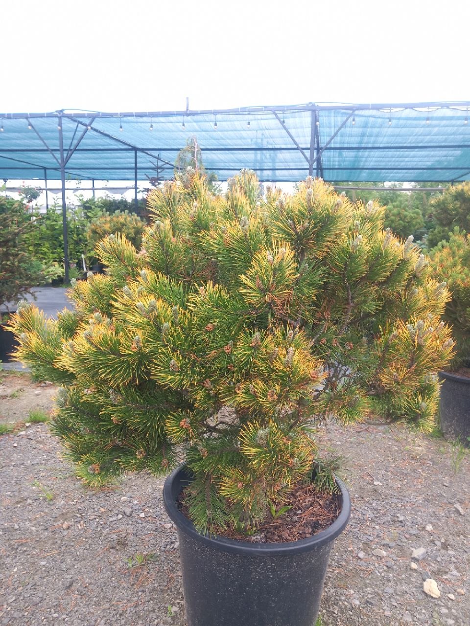 Сосна гірська Вінтерголд (Pinus mugo) 80 см