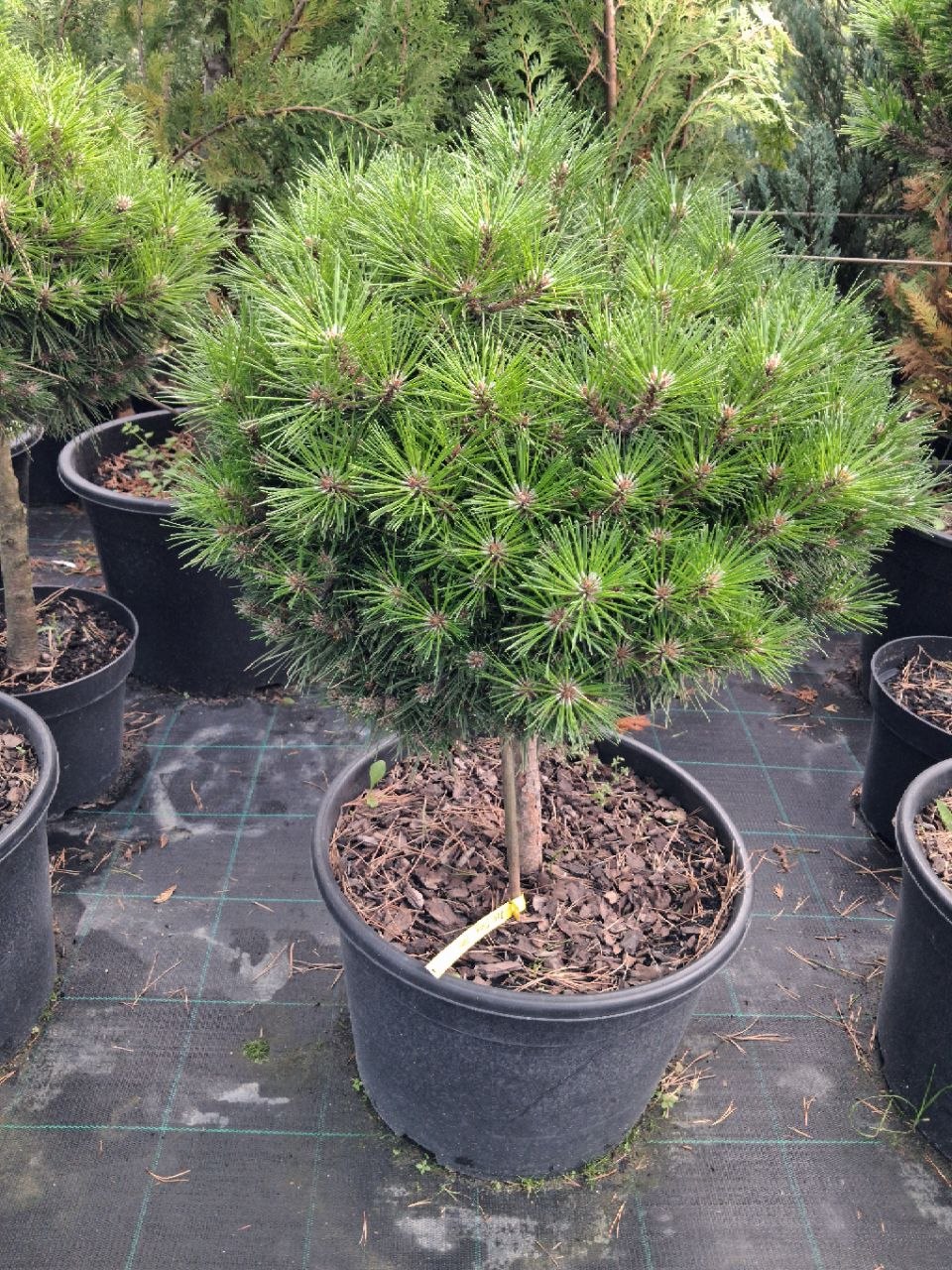 Сосна гірська Low Glow (лат. Pinus mugo 'Low Glow') 60 см