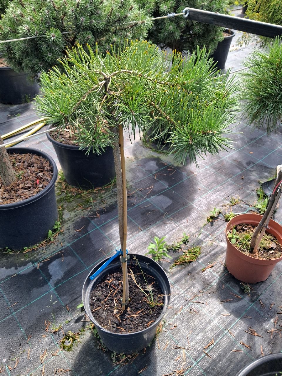 Сосна звичайна Hillside Creeper (лат. Pinus sylvestris 'Hillside Creeper') 70 см