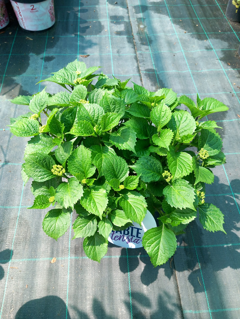 Гортензія великолисткова «Таблетенсія Пурпл» (лат. Hydrangea macrophylla 'Tabletensia Purple')