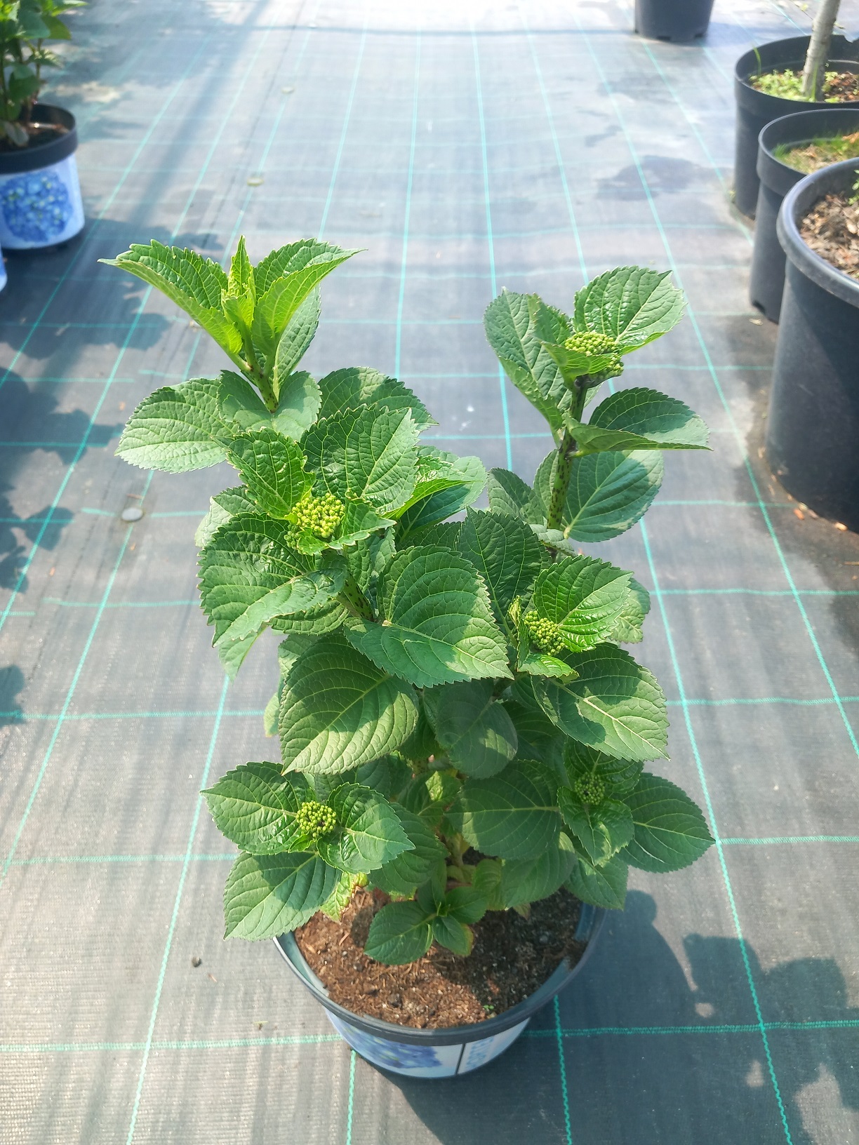 Гортензія великолисткова «Магічний Ред Аметист» (лат. Hydrangea macrophylla 'Magical Red Amethyst') 40 см