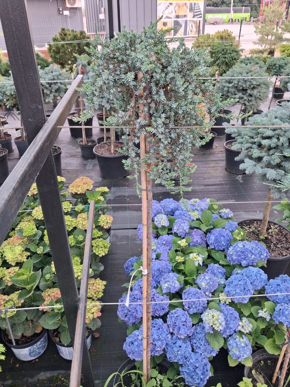 Ялівець сибірський на штамбі (Juniperus sibirica) 120-140 см