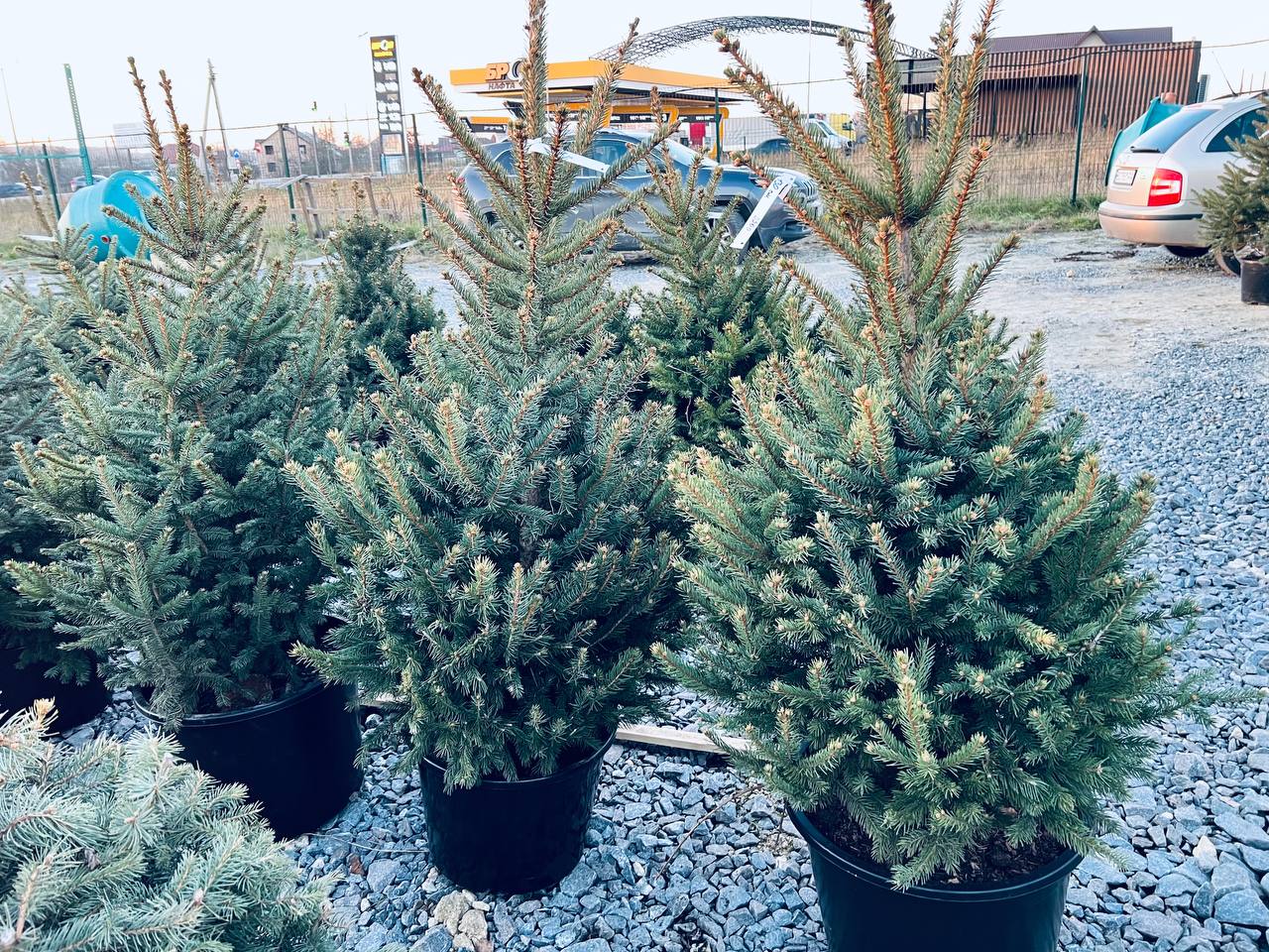 Ялина колюча блакитна Picea pungens Glauca Kaibab горщик 45-60л Н-140-150см