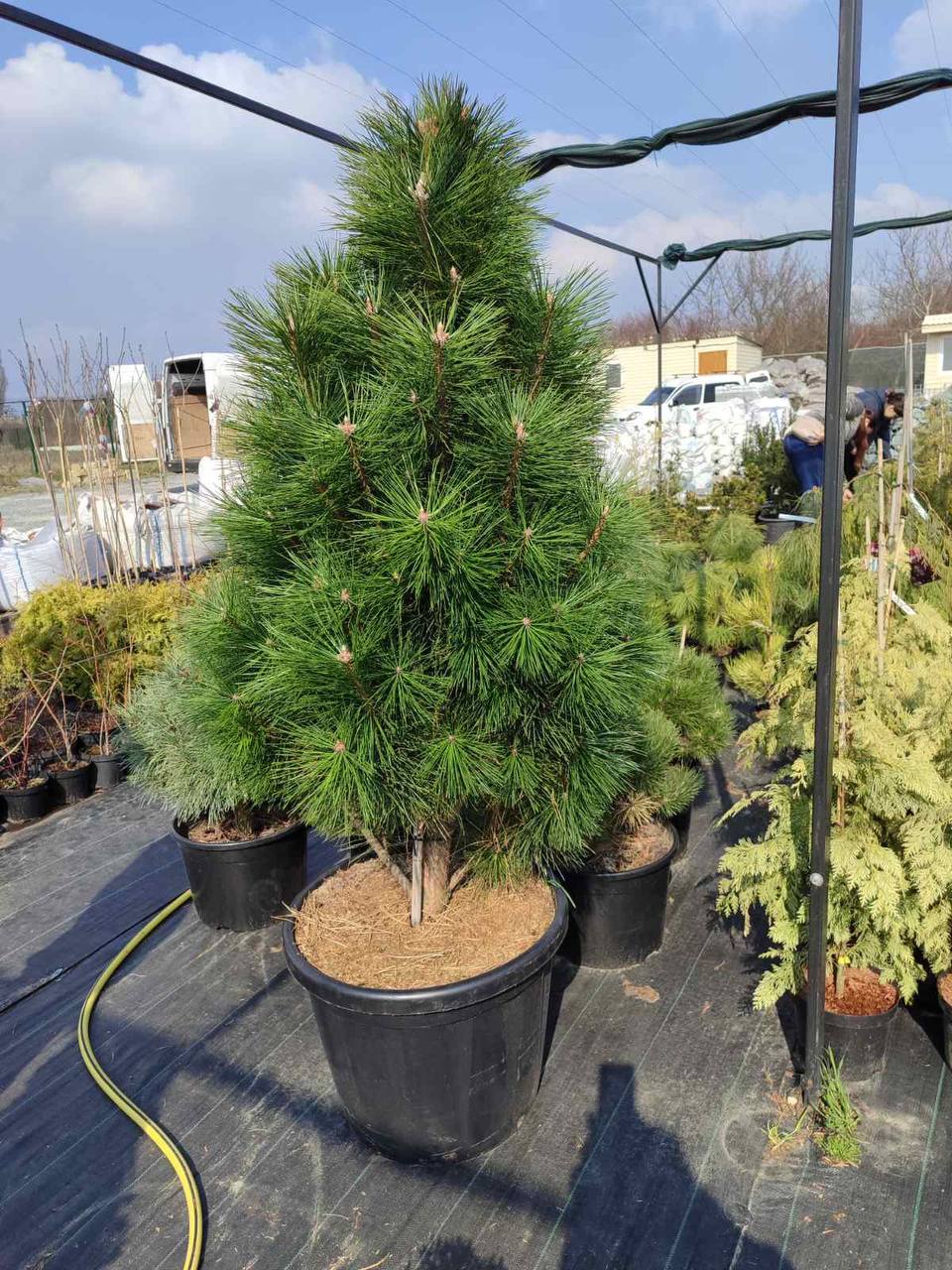 Сосна чорна Пірамідаліс. (Pinus nigra Pyramidalis) 130см