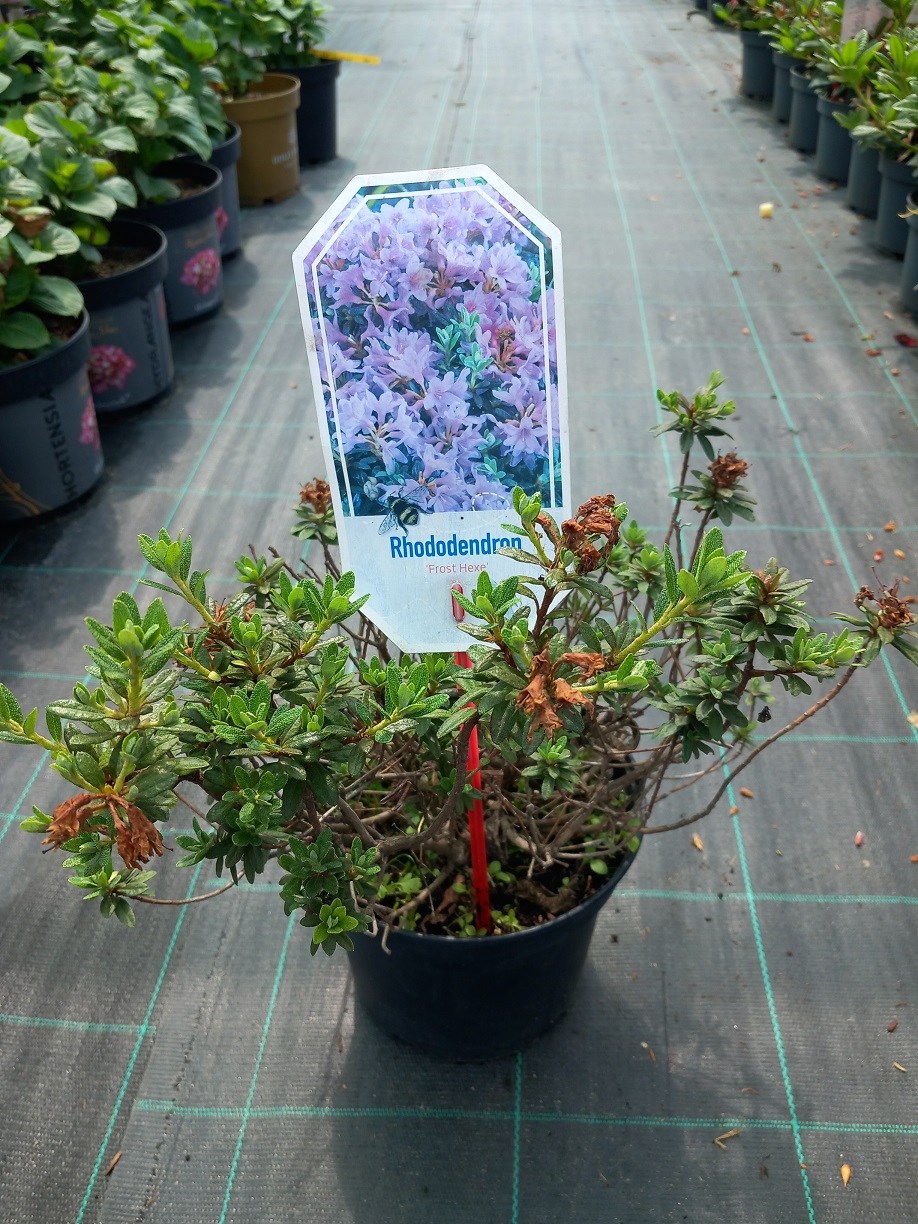 Рододендрон «Морозна Відьма» (Rhododendron 'Frost Hexe') 30 см