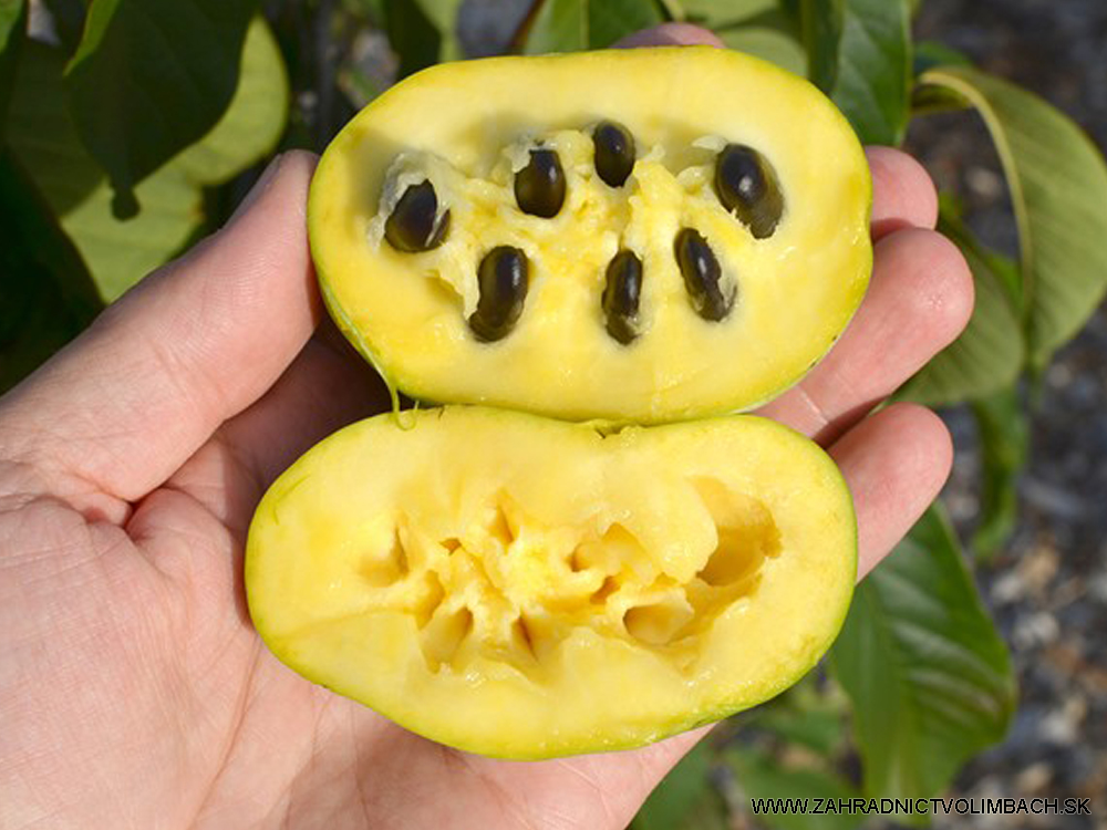 Asimina tril. `Sunflower`