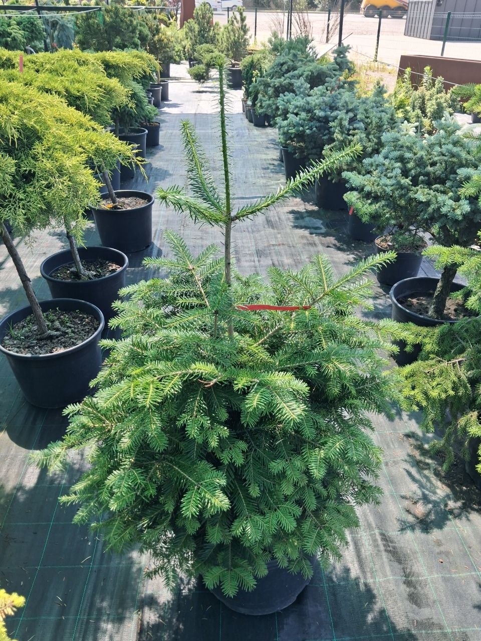 Ялина біла (Picea glauca) 110 см