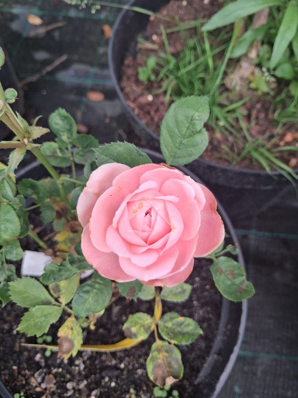 Троянда спрей Mimi Eden (лат. Rosa 'Mimi Eden')
