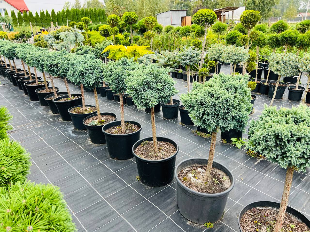 Ялівець лускатий Juniperus squamata 'Blue Star' на штамбі