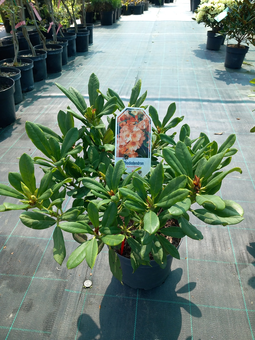 Рододендрон «Абрикосова Фантазія» (Rhododendron 'Apricot Fantasy') 50 см