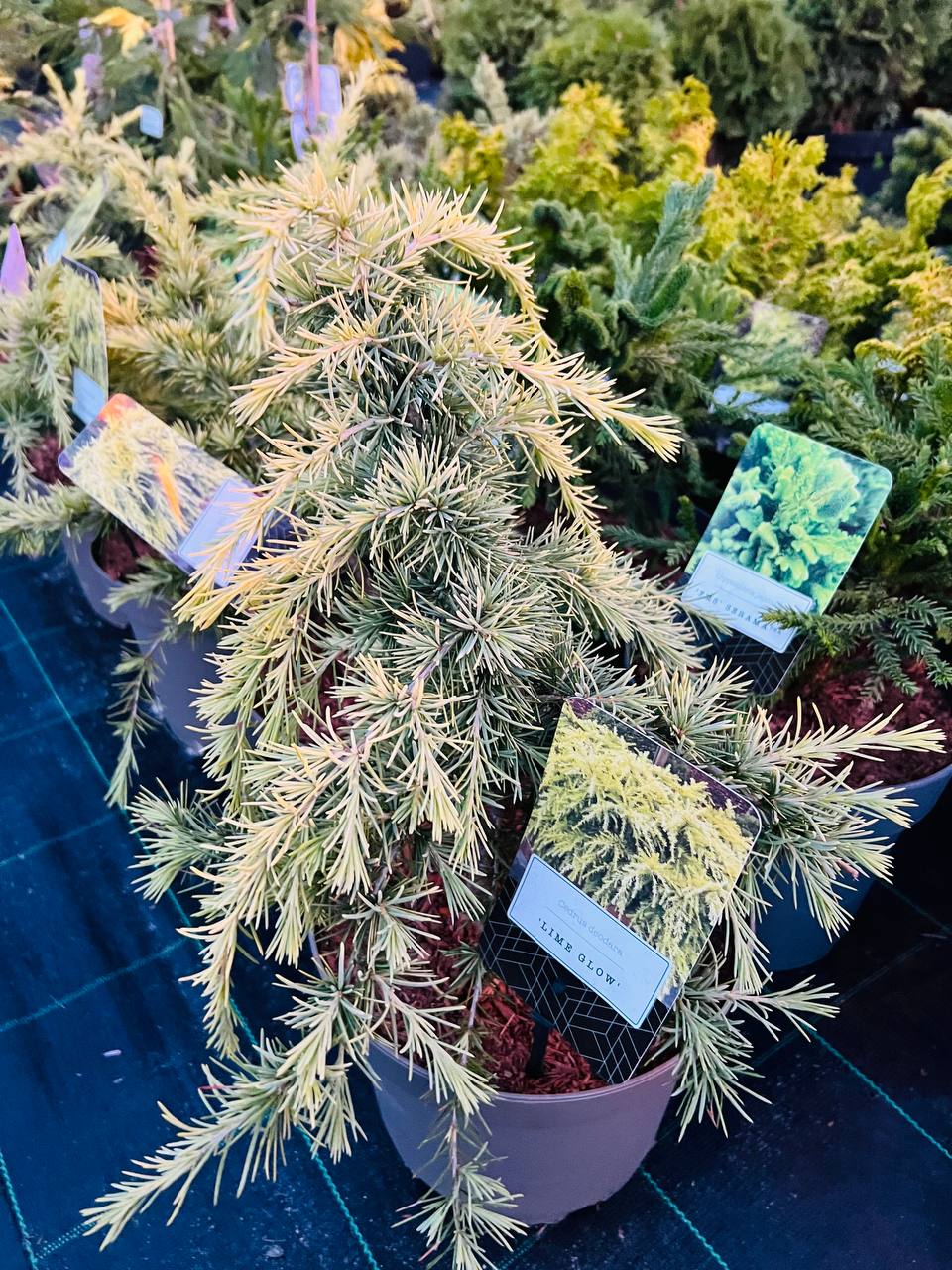 Кедр гімалайський ’Lime Glow’ Cedrus deodara ’Lime Glow’