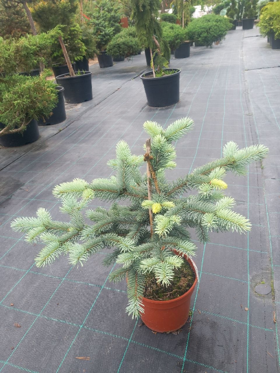 Ялина колюча Блу Монтаін (Picea pungens) 40-50 см