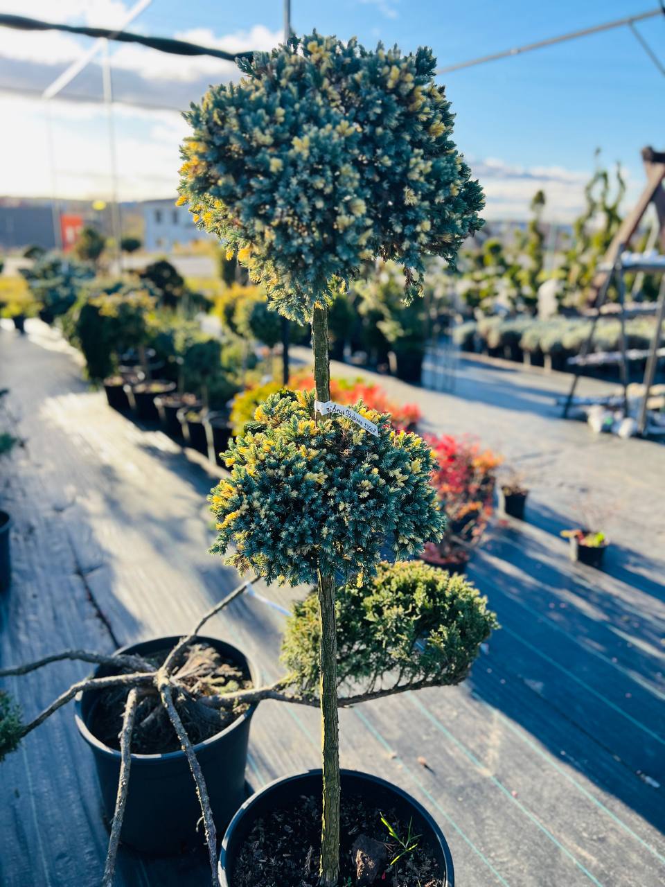 Ялівець лускатий Juniperus squamata Floreant