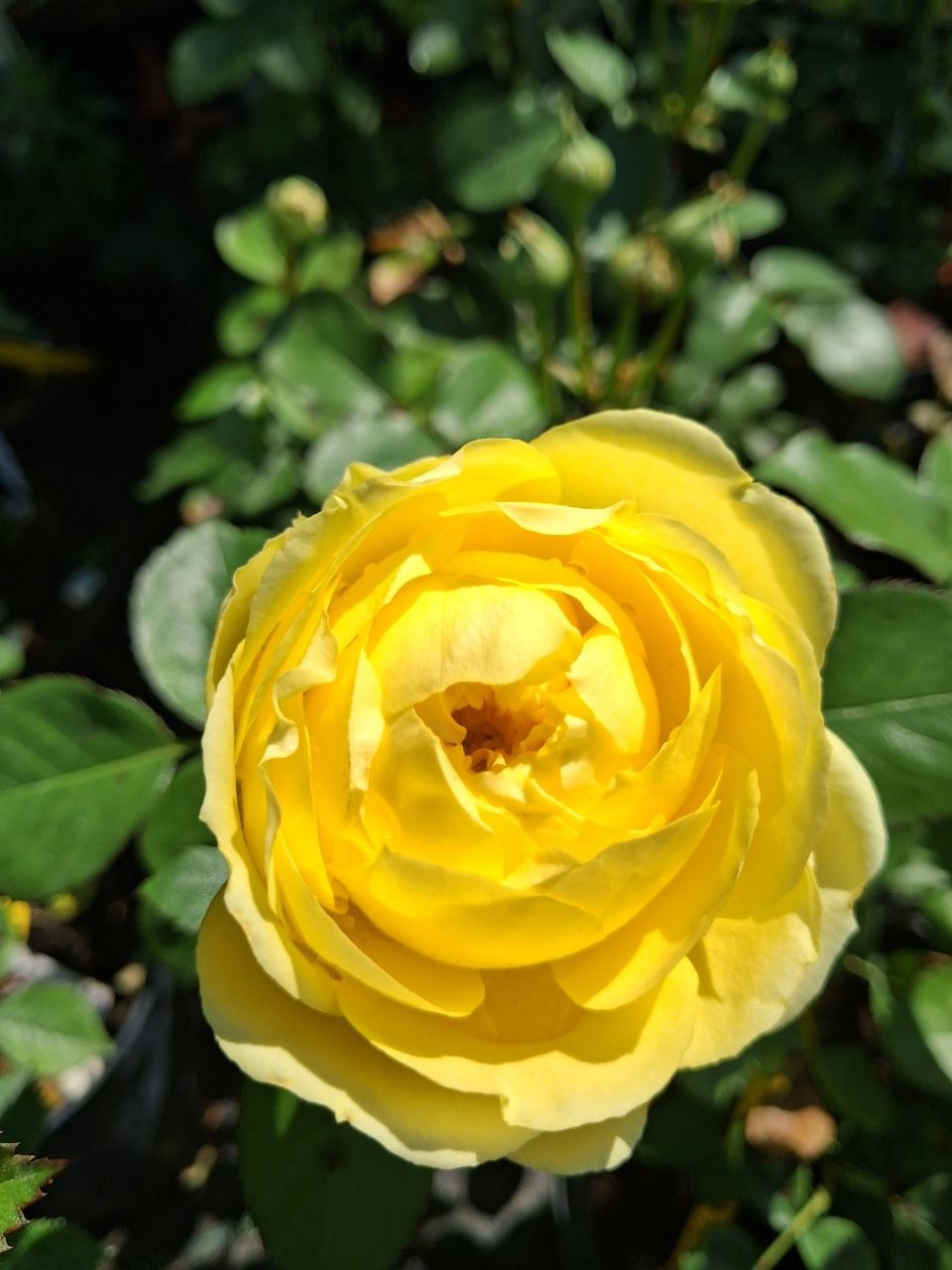 Троянда спрей Catalina (лат. Rosa 'Catalina')