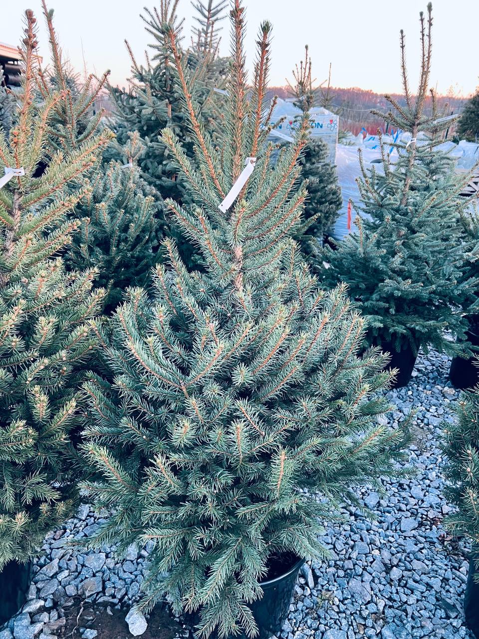 Ялина колюча блакитна Picea pungens Glauca Kaibab горщик 45-60л Н-160см