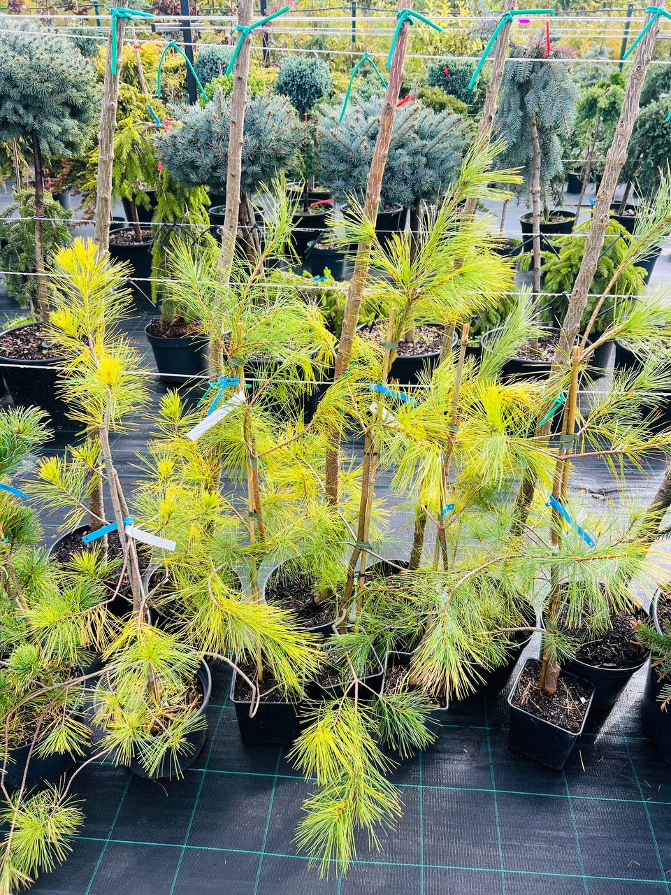Pinus strobus Gold Weeping Сосна веймутова Gold Weeping