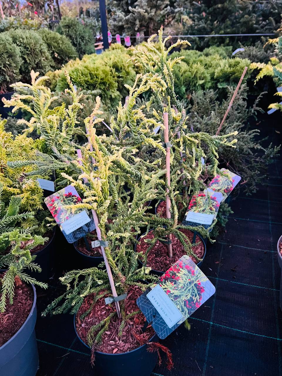 Криптомерія японська «Каяра Голд» Cryptomeria japonica ’Kyara Gold’