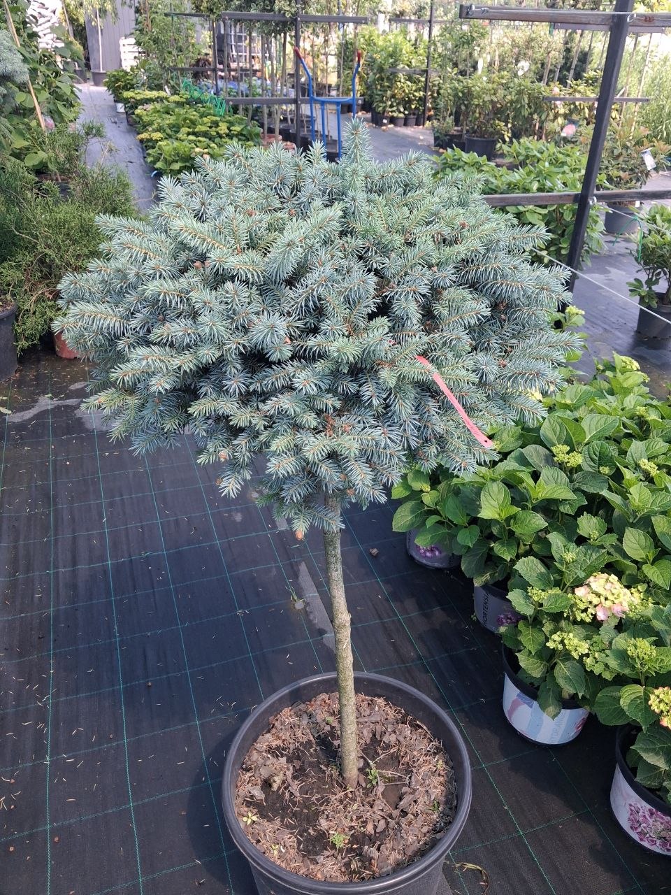 Ялина колюча Блю Кіссен на штамбі (Picea pungens Blue Kissen) 90 см