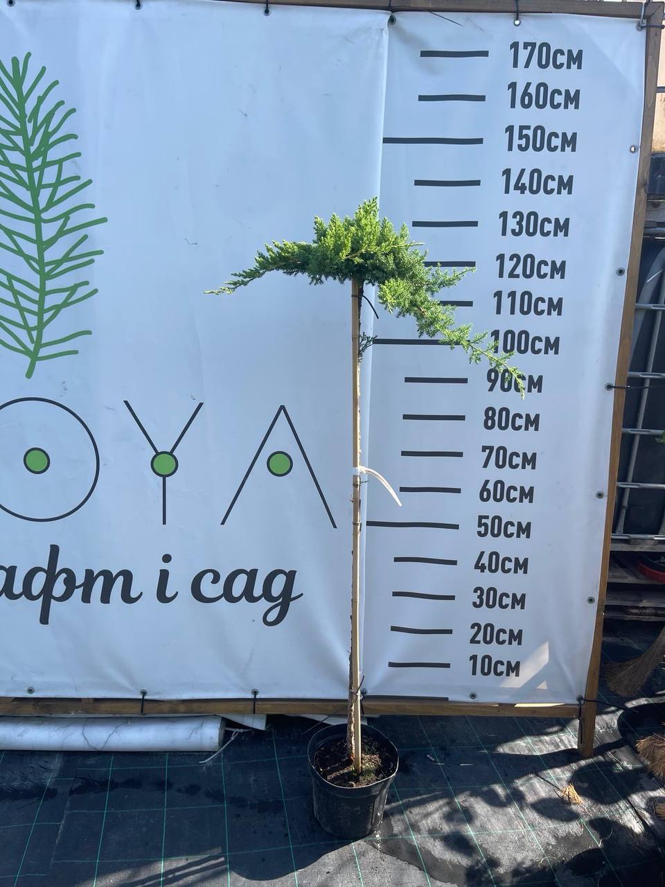 Ялівець «Прокумбенс» на штамбі uniperus procumbens Nana) ШТАМБ, h-100-120см