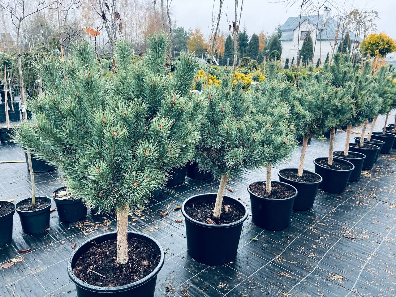 Сосна звичайна Ватерері на штамбі, Pinus sylvestris Watereri on shtamb 120 см
