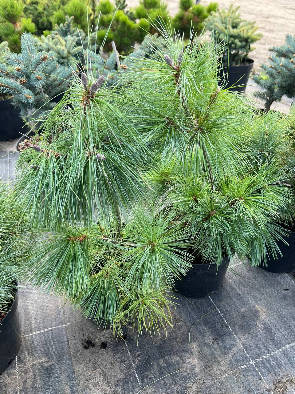Сосна Pinus schwerinii Wiethorst