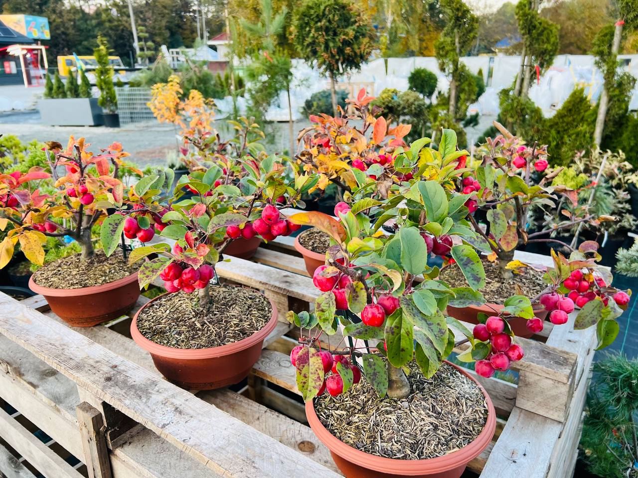 Malus 'Red Sentinel' Яблуня райська Ред Сентинел