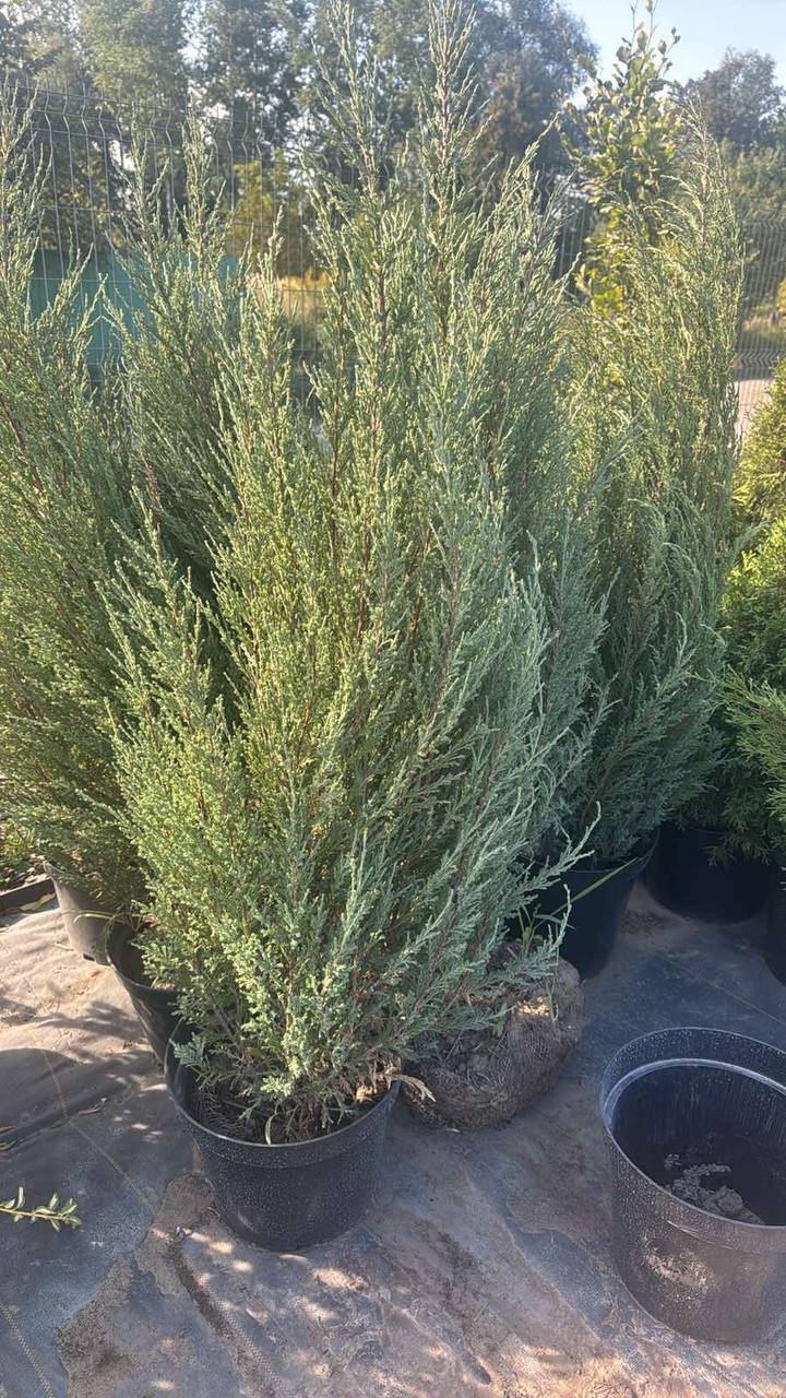 Ялівець скельний 'Blue Arrow' (Juniperus scopulorum 'Blue Arrow')