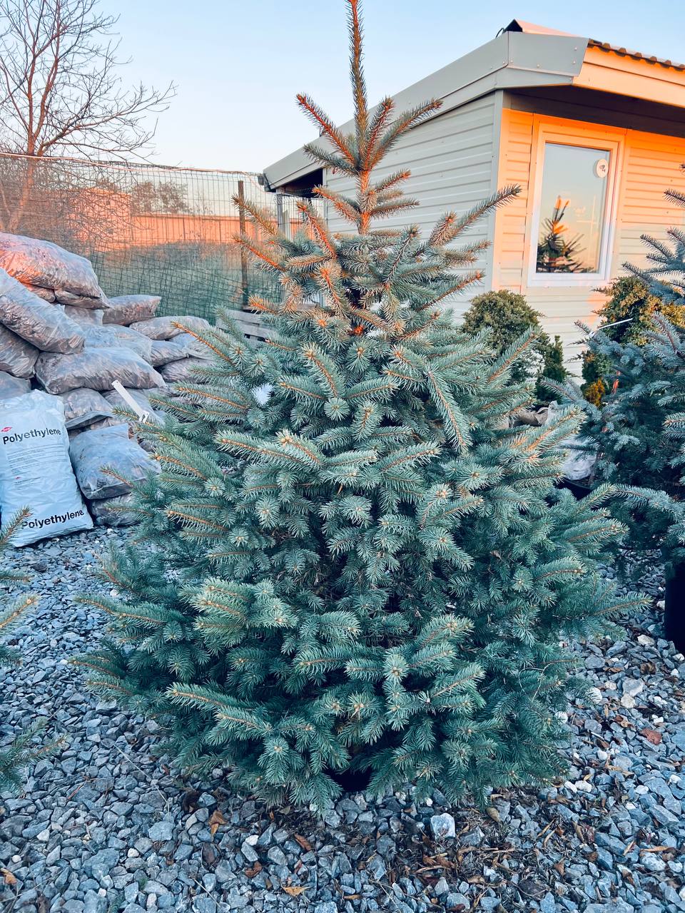 Ялина колюча блакитна Picea pungens Glauca Kaibab горщик 45-60л Н-200см