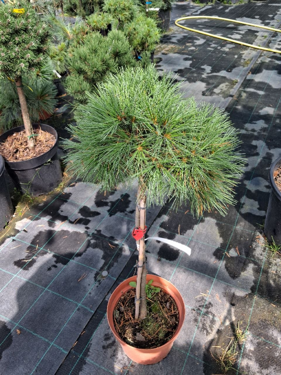 Сосна чорна Gregg (лат. Pinus nigra 'Gregg')  70 см