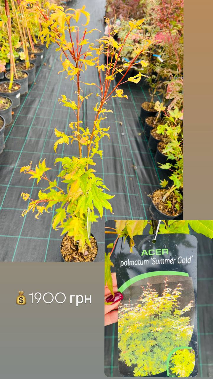 Acer palmatum 'Summer Gold' Клен пальмолистний