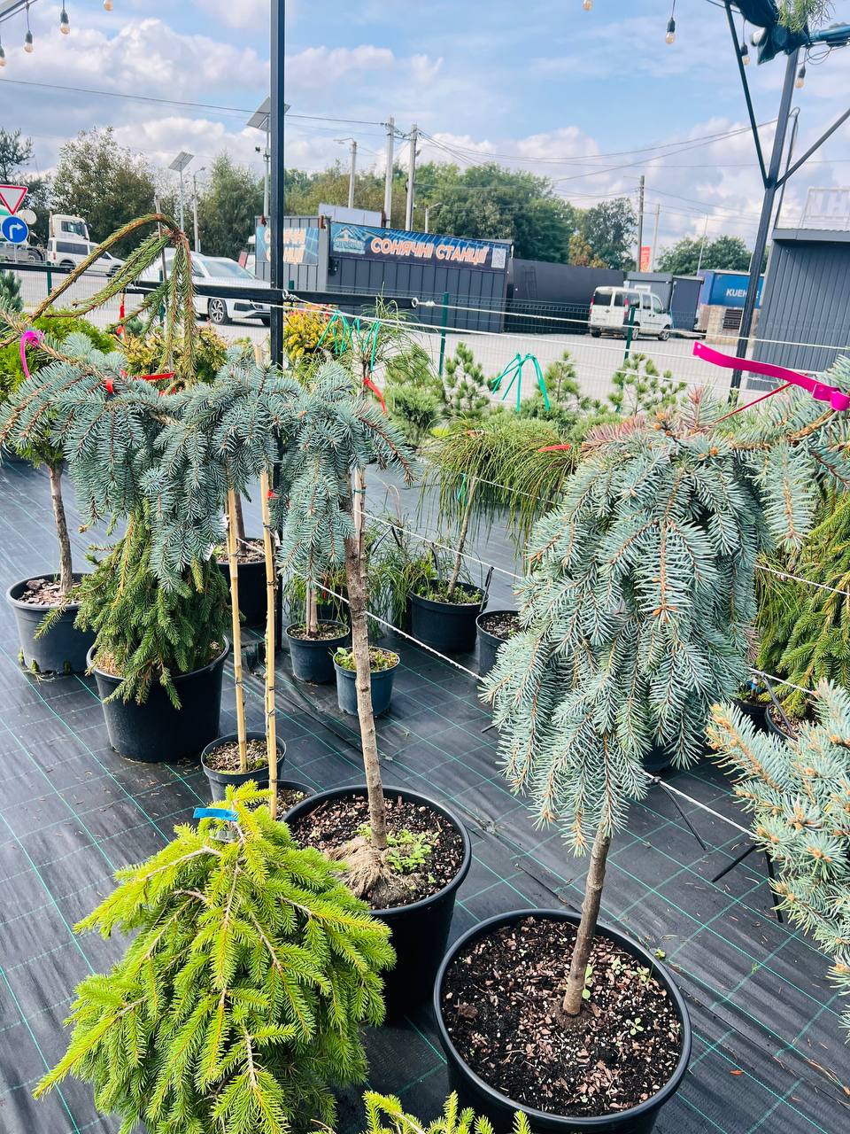 "Ялина the blues" (Ялина колюча "The Blues") Зе Блюз