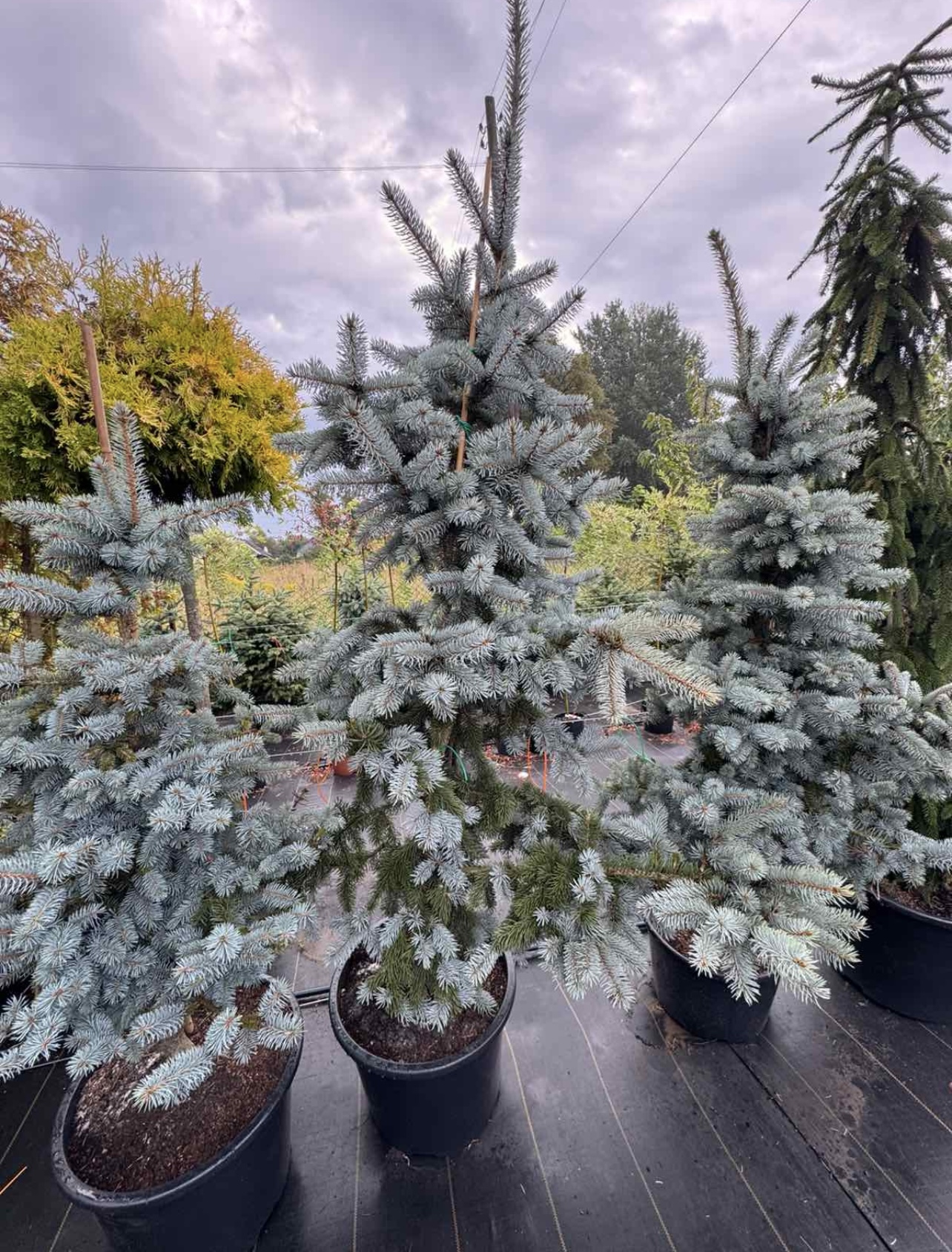 Ялина Хупсі (Picea pungens "Hoopsii")