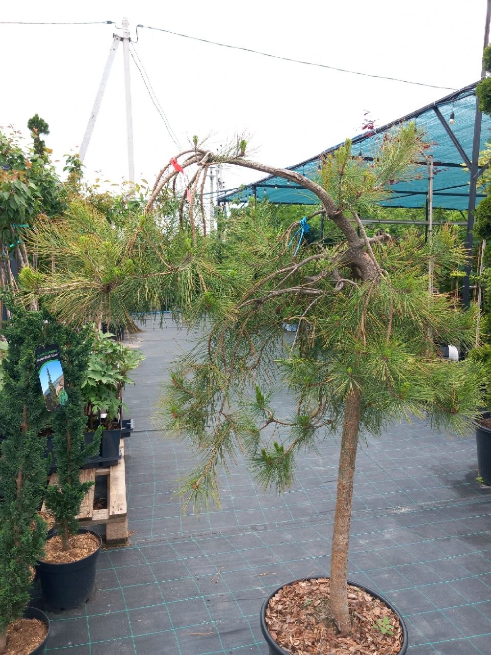 Сосна густоквіткова Габелс Віпінг (Pinus densiflora Gabels Weeping) 130 см