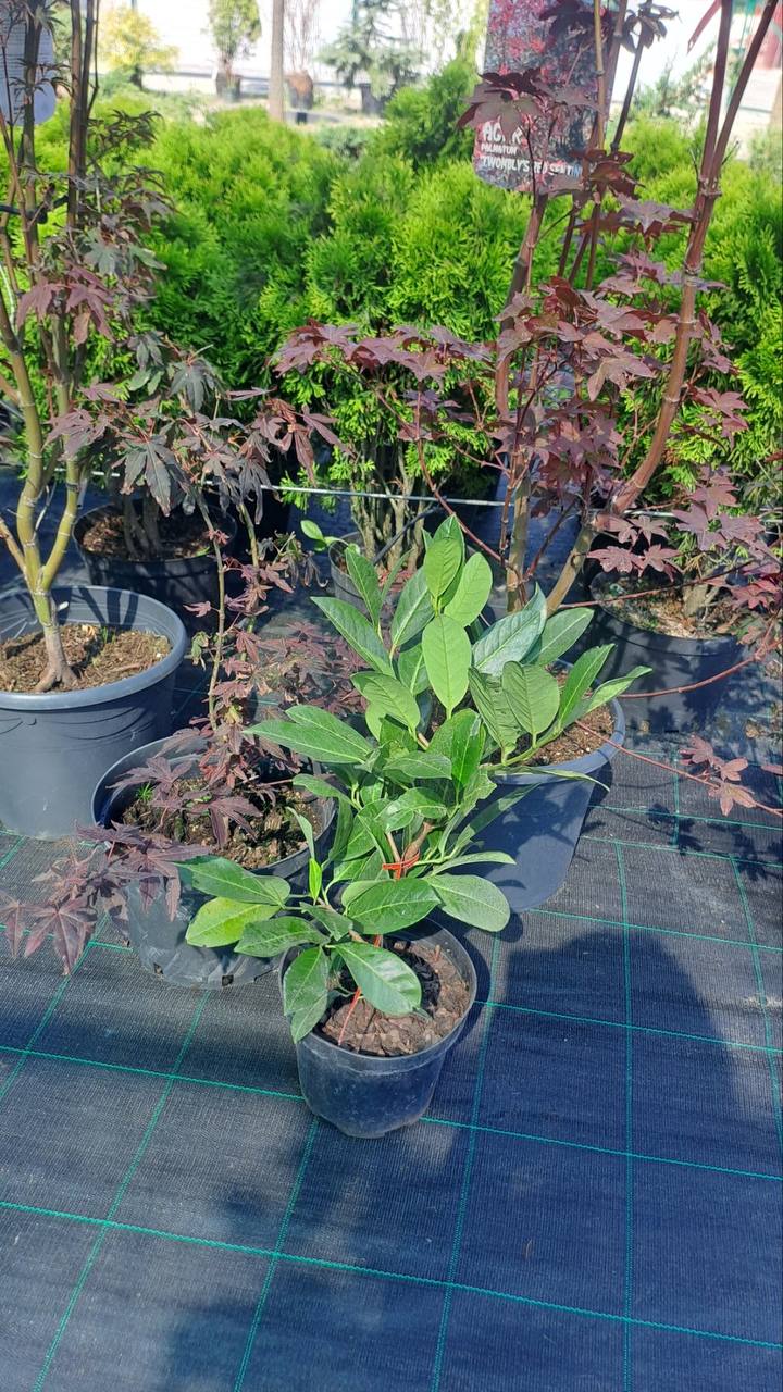 Лавровишня ротундіфолія (лат. Prunus laurocerasus 'Rotundifolia')