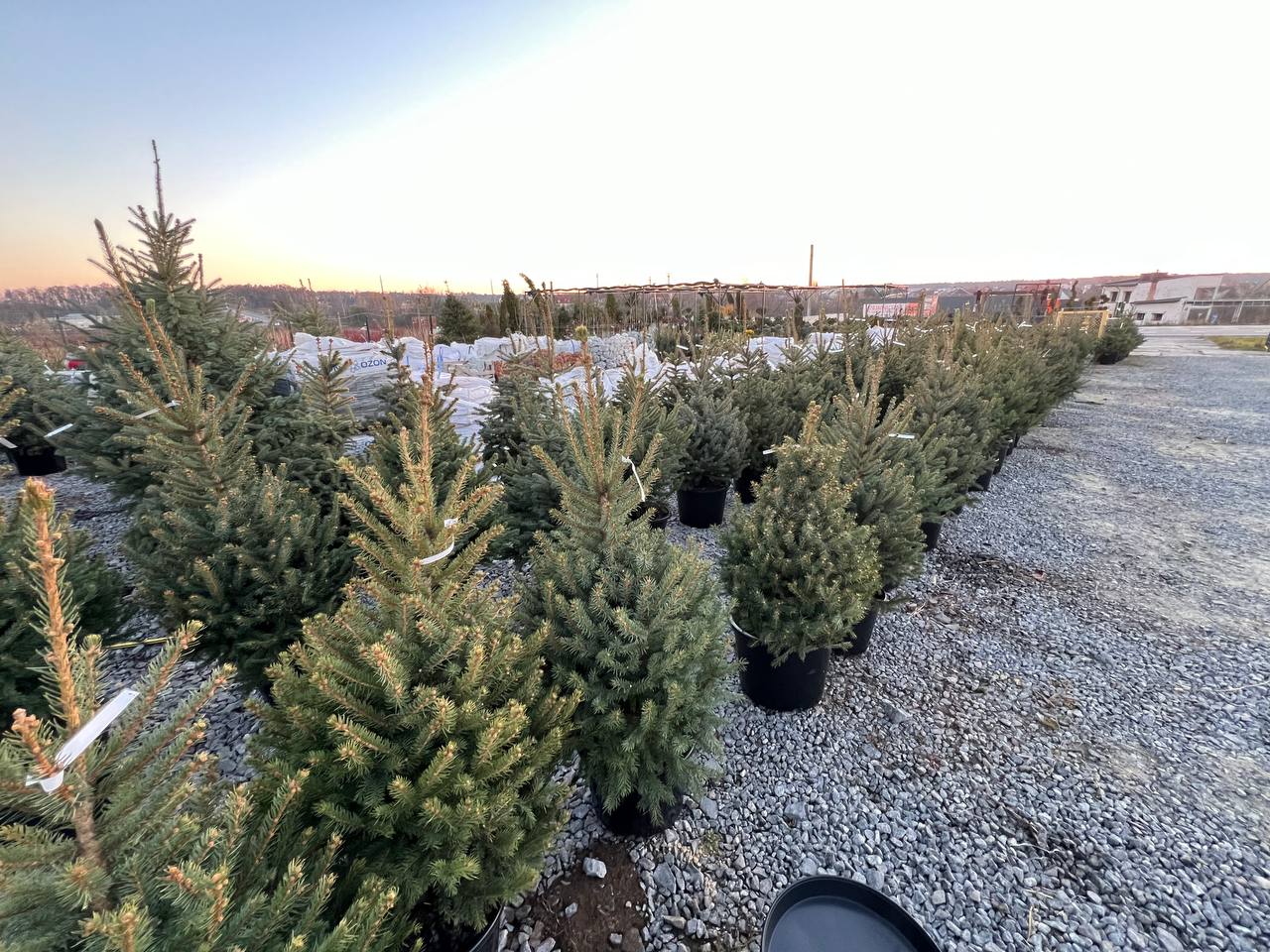 Ялина колюча блакитна Picea pungens Glauca Kaibab горщик 45-60 Н-100 - 200 см