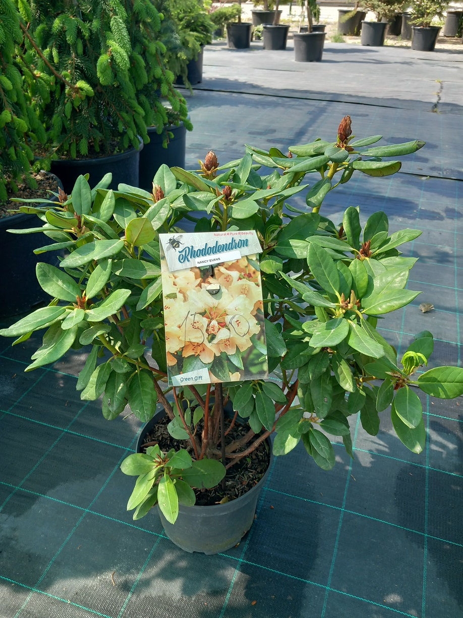 Рододендрон «Ненсі Еванс» (Rhododendron 'Nancy Evans') 50 см