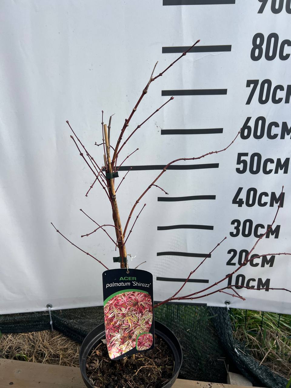 Японський клен  palmatum "Shirazz"